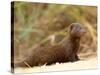 Dwarf Mongoose, Kruger National Park, South Africa, Africa-James Hager-Stretched Canvas