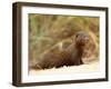 Dwarf Mongoose, Kruger National Park, South Africa, Africa-James Hager-Framed Photographic Print