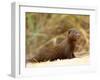 Dwarf Mongoose, Kruger National Park, South Africa, Africa-James Hager-Framed Photographic Print