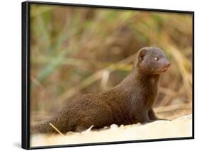 Dwarf Mongoose, Kruger National Park, South Africa, Africa-James Hager-Framed Photographic Print