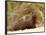 Dwarf Mongoose, Kruger National Park, South Africa, Africa-James Hager-Framed Photographic Print