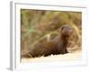 Dwarf Mongoose, Kruger National Park, South Africa, Africa-James Hager-Framed Photographic Print