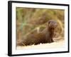 Dwarf Mongoose, Kruger National Park, South Africa, Africa-James Hager-Framed Photographic Print
