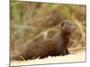 Dwarf Mongoose, Kruger National Park, South Africa, Africa-James Hager-Mounted Photographic Print