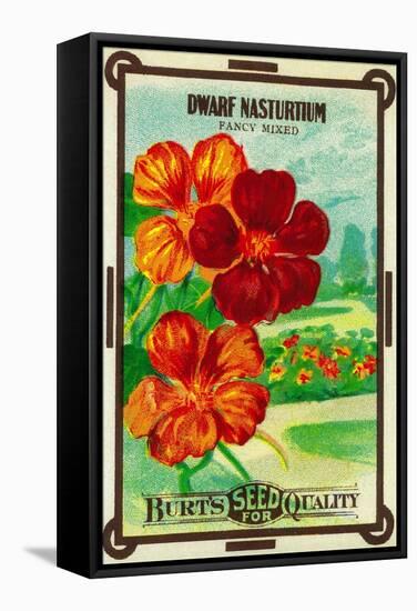 Dwarf Nasturtium Seed Packet-Lantern Press-Framed Stretched Canvas