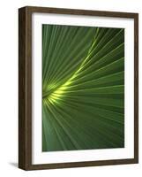 Dwarf Palmetto Leaves-Vaughan Fleming-Framed Photographic Print