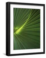 Dwarf Palmetto Leaves-Vaughan Fleming-Framed Photographic Print