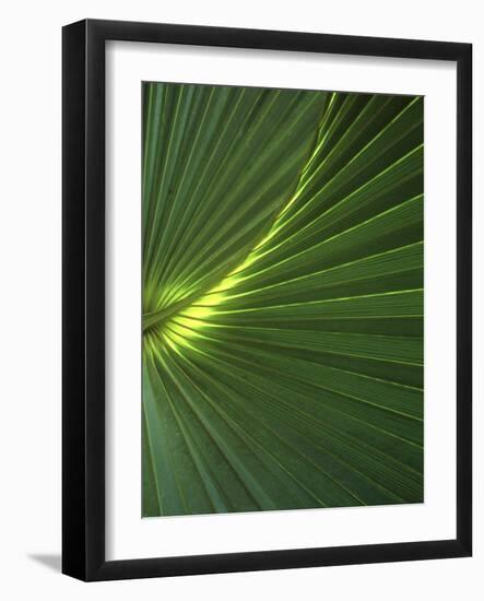 Dwarf Palmetto Leaves-Vaughan Fleming-Framed Photographic Print