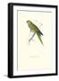 Dwarf Parakeet Macaw - Aratinga Nana-Edward Lear-Framed Art Print