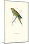 Dwarf Parakeet Macaw - Aratinga Nana-Edward Lear-Mounted Art Print