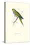 Dwarf Parakeet Macaw - Aratinga Nana-Edward Lear-Stretched Canvas