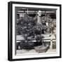 Dwarf Pines and Maples in Count Okuma's Greenhouse, Tokyo, Japan, 1904-Underwood & Underwood-Framed Photographic Print