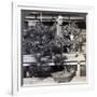 Dwarf Pines and Maples in Count Okuma's Greenhouse, Tokyo, Japan, 1904-Underwood & Underwood-Framed Photographic Print