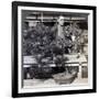 Dwarf Pines and Maples in Count Okuma's Greenhouse, Tokyo, Japan, 1904-Underwood & Underwood-Framed Photographic Print