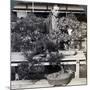 Dwarf Pines and Maples in Count Okuma's Greenhouse, Tokyo, Japan, 1904-Underwood & Underwood-Mounted Photographic Print