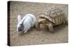 Dwarf Rabbit with Tortoise-null-Stretched Canvas