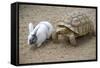 Dwarf Rabbit with Tortoise-null-Framed Stretched Canvas