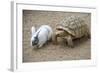 Dwarf Rabbit with Tortoise-null-Framed Photographic Print