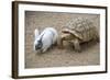 Dwarf Rabbit with Tortoise-null-Framed Photographic Print