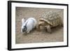 Dwarf Rabbit with Tortoise-null-Framed Photographic Print