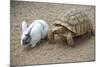 Dwarf Rabbit with Tortoise-null-Mounted Photographic Print