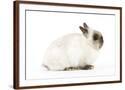 Chelsea Espresso