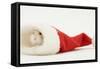 Dwarf Russian Hamster (Phodopus Sungorus) in a Father Christmas Hat-Mark Taylor-Framed Stretched Canvas