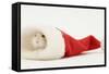 Dwarf Russian Hamster (Phodopus Sungorus) in a Father Christmas Hat-Mark Taylor-Framed Stretched Canvas