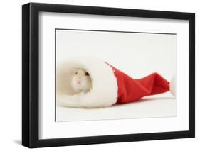 Dwarf Russian Hamster (Phodopus Sungorus) in a Father Christmas Hat-Mark Taylor-Framed Photographic Print
