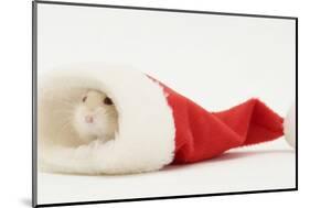 Dwarf Russian Hamster (Phodopus Sungorus) in a Father Christmas Hat-Mark Taylor-Mounted Photographic Print