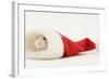 Dwarf Russian Hamster (Phodopus Sungorus) in a Father Christmas Hat-Mark Taylor-Framed Photographic Print