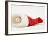 Dwarf Russian Hamster (Phodopus Sungorus) in a Father Christmas Hat-Mark Taylor-Framed Photographic Print