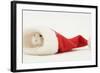 Dwarf Russian Hamster (Phodopus Sungorus) in a Father Christmas Hat-Mark Taylor-Framed Photographic Print