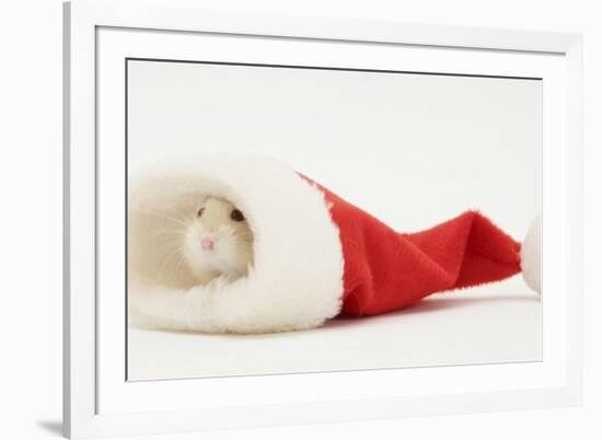 Dwarf Russian Hamster (Phodopus Sungorus) in a Father Christmas Hat-Mark Taylor-Framed Photographic Print