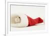 Dwarf Russian Hamster (Phodopus Sungorus) in a Father Christmas Hat-Mark Taylor-Framed Photographic Print