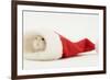 Dwarf Russian Hamster (Phodopus Sungorus) in a Father Christmas Hat-Mark Taylor-Framed Photographic Print