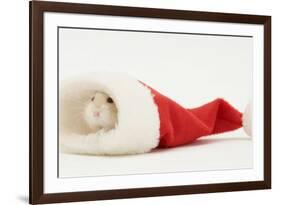 Dwarf Russian Hamster (Phodopus Sungorus) in a Father Christmas Hat-Mark Taylor-Framed Photographic Print