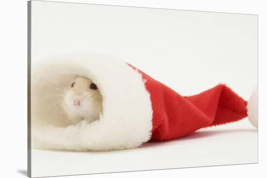 Dwarf Russian Hamster (Phodopus Sungorus) in a Father Christmas Hat-Mark Taylor-Stretched Canvas