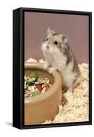 Dwarf Russian Hamster with Dried Food-null-Framed Stretched Canvas