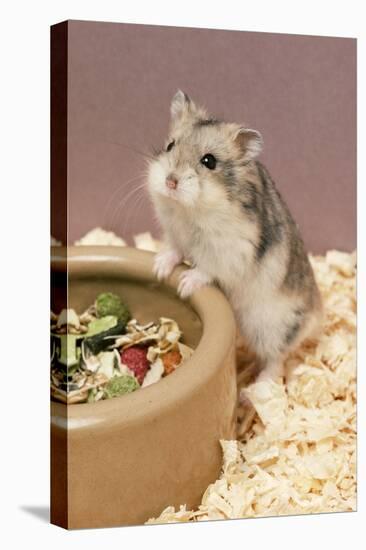 Dwarf Russian Hamster with Dried Food-null-Stretched Canvas