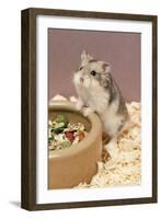 Dwarf Russian Hamster with Dried Food-null-Framed Photographic Print