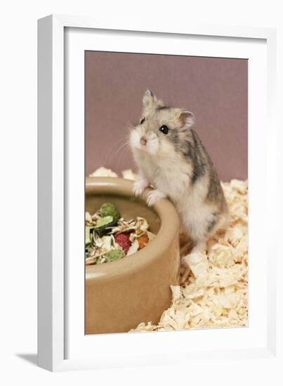 Dwarf Russian Hamster with Dried Food-null-Framed Photographic Print