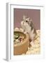 Dwarf Russian Hamster with Dried Food-null-Framed Photographic Print