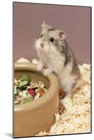 Dwarf Russian Hamster with Dried Food-null-Mounted Photographic Print