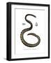 Dwarf Seasnake-null-Framed Giclee Print