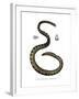 Dwarf Seasnake-null-Framed Giclee Print