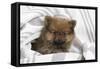 Dwarf Spitz Puppy-null-Framed Stretched Canvas