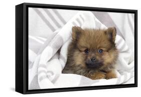 Dwarf Spitz Puppy-null-Framed Stretched Canvas