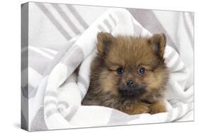 Dwarf Spitz Puppy-null-Stretched Canvas