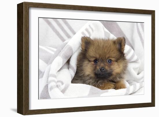 Dwarf Spitz Puppy-null-Framed Photographic Print